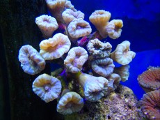Mehke korale, LPS, SPS LPS Caulastrea blue
