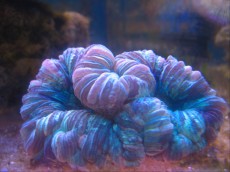 Mehke korale, LPS, SPS LPS Cynarina blue