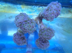 Mehke korale, LPS, SPS LPS EUPHYLLIA VIOLET GREEN