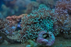 Mehke korale, LPS, SPS LPS Euphyllia ZELENA
