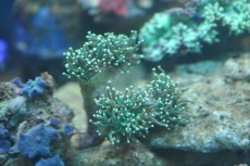 Mehke korale, LPS, SPS LPS Euphyllia  metal green