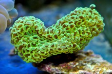Mehke korale, LPS, SPS LPS Euphyllia ancora metal green