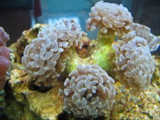 Mehke korale, LPS, SPS LPS Euphyllia ancora sp