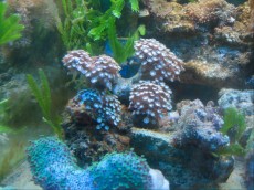 Mehke korale, LPS, SPS LPS Euphyllia brown