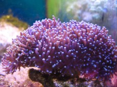 Mehke korale, LPS, SPS LPS Euphyllia glabrescens
