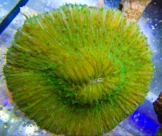 Mehke korale, LPS, SPS LPS FUNGIA GREEN METAL YELLOW