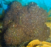 Mehke korale, LPS, SPS LPS GALAXEA INDONEZIJA