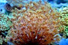 Mehke korale, LPS, SPS LPS Goniopora long green 