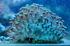 Mehke korale, LPS, SPS LPS Goniopora metal green