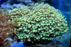 Mehke korale, LPS, SPS LPS Goniopora short green
