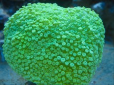 Mehke korale, LPS, SPS LPS Goniopora yellow big