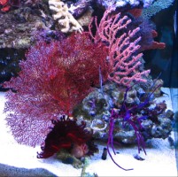 Mehke korale, LPS, SPS LPS Gorgia RED