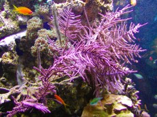 Mehke korale, LPS, SPS LPS Gorgonia lila