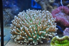 Mehke korale, LPS, SPS LPS Heliofungia METAL GREEN