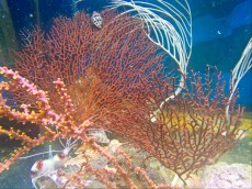 Mehke korale, LPS, SPS LPS Melithaea
