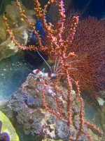 Mehke korale, LPS, SPS LPS Melithaea lila