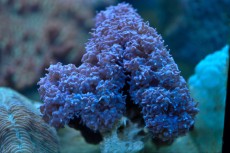 Mehke korale, LPS, SPS LPS Physogrya