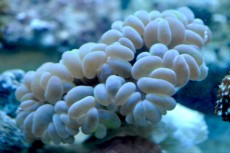 Mehke korale, LPS, SPS LPS Plerogyra buble