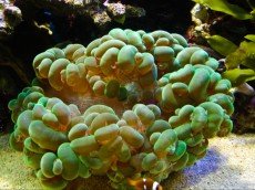 Mehke korale, LPS, SPS LPS Plerogyra green