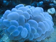 Mehke korale, LPS, SPS LPS Plerogyra white