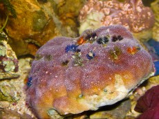 Mehke korale, LPS, SPS LPS Porites stone