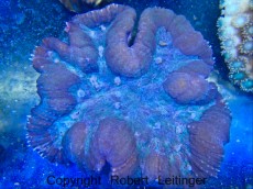 Mehke korale, LPS, SPS LPS SYMPHYLLIA ORANGE