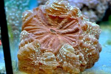 Mehke korale, LPS, SPS LPS Scomlyia BROWN METAL