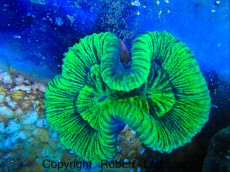 Mehke korale, LPS, SPS LPS TRACHYPHYLLIA GEOFFROYI
