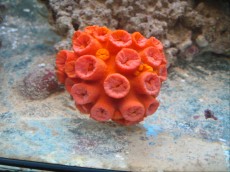 Mehke korale, LPS, SPS LPS Tubastrea orange