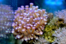 Mehke korale, LPS, SPS LPS alveopora violet