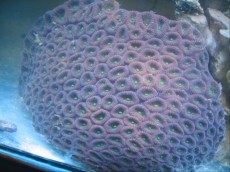 Mehke korale, LPS, SPS LPS blastomussa brown