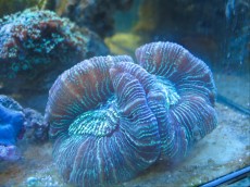 Mehke korale, LPS, SPS LPS cynarina metal blue