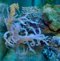 Mehke korale, LPS, SPS MEHKA KORALA - Sinularia white big