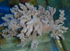 Mehke korale, LPS, SPS MEHKA KORALA Alcyonimum