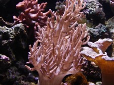 Mehke korale, LPS, SPS MEHKA KORALA SINULARIA TREE