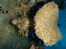Mehke korale, LPS, SPS MEHKA KORALA Sarcophyton Bali