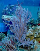 Mehke korale, LPS, SPS MEHKA KORALA Sinularia big