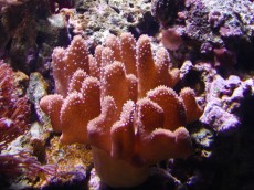 Mehke korale, LPS, SPS MEHKA KORALA Sinularia big tree
