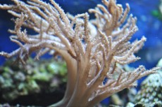 Mehke korale, LPS, SPS MEHKA KORALA Sinularia brown