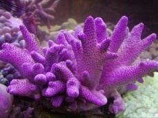 Mehke korale, LPS, SPS MEHKA KORALA Sinularia pink