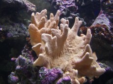 Mehke korale, LPS, SPS MEHKA KORALA Sinularia white