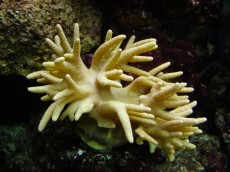 Mehke korale, LPS, SPS MEHKA KORALA Sinularia yellow