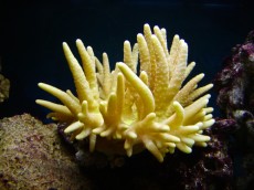 Mehke korale, LPS, SPS MEHKA KORALA Sinularia yellow sp
