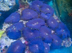 Mehke korale, LPS, SPS POILIPI Actinodiscus blue big
