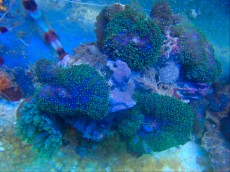 Mehke korale, LPS, SPS POLIPI Actinodiscus green metal