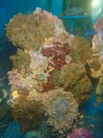 Mehke korale, LPS, SPS POLIPI Actinodiscus orange