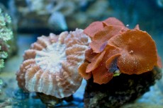 Mehke korale, LPS, SPS POLIPI Discosoma brown