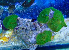 Mehke korale, LPS, SPS POLIPI Discosoma green