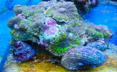 Mehke korale, LPS, SPS POLIPI Discosoma metal green 1