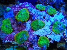 Mehke korale, LPS, SPS POLIPI Discosoma metal green orange